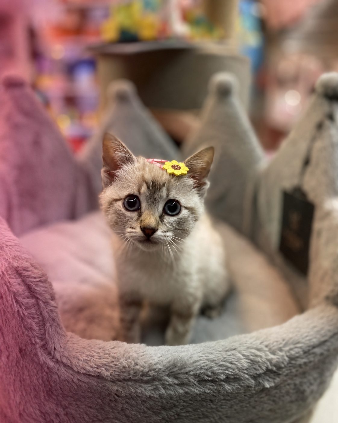Gatinho na Mil Patinhas
