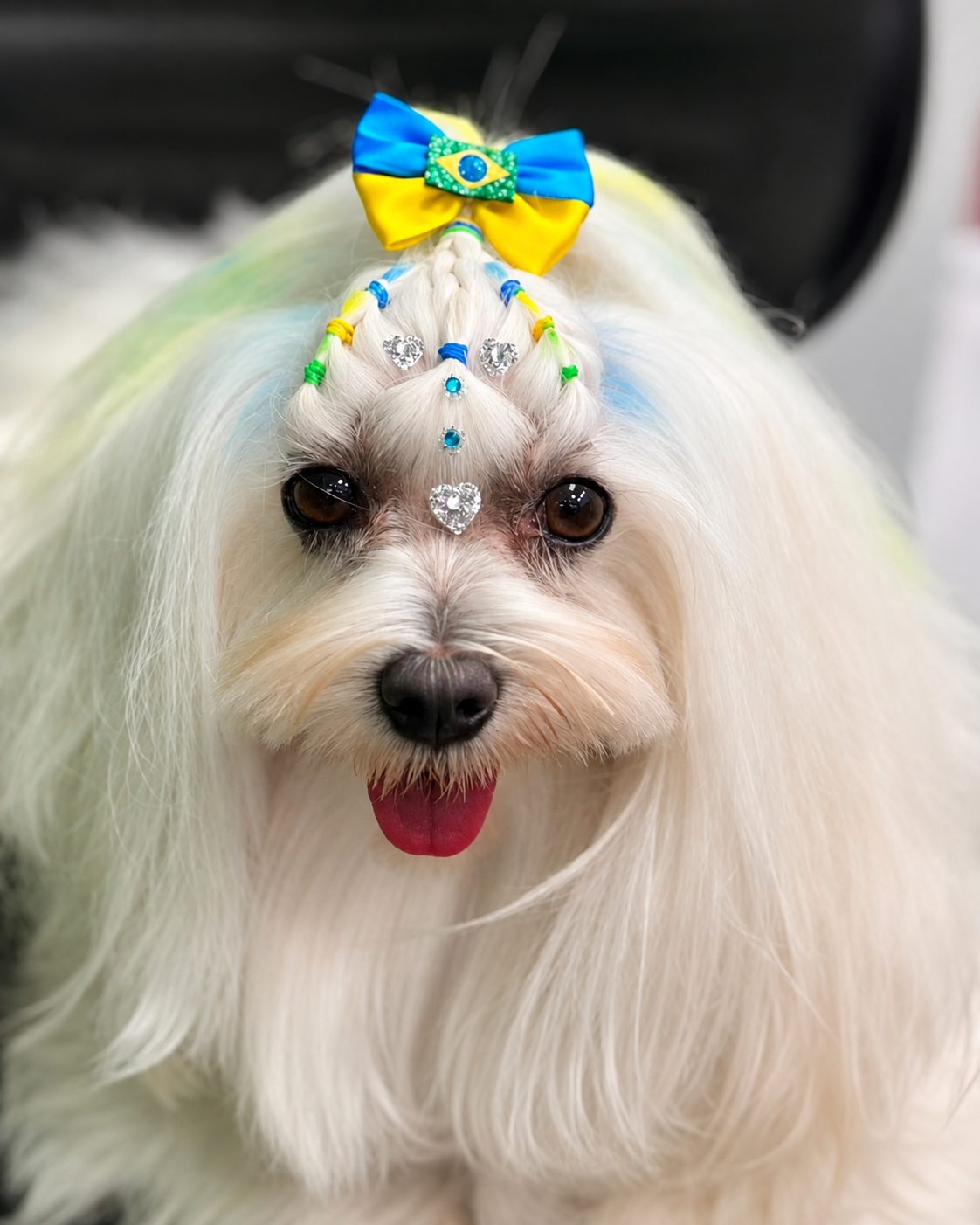 Pet tosado com capricho na Mil Patinhas, em Concórdia