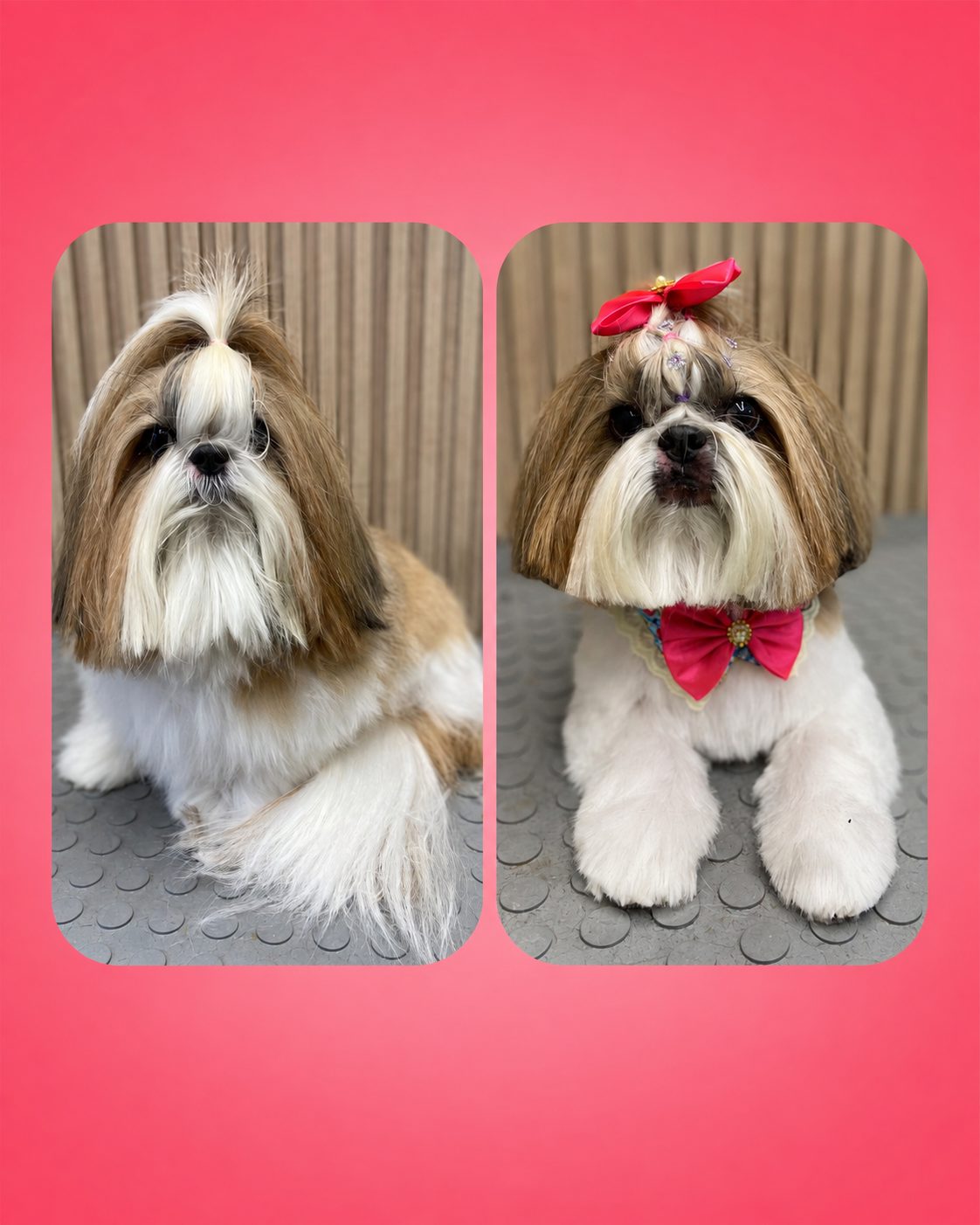Antes e depois de tosa na Mil Patinhas